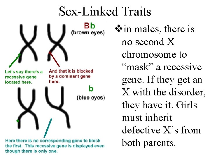 Sex-Linked Traits vin males, there is no second X chromosome to “mask” a recessive