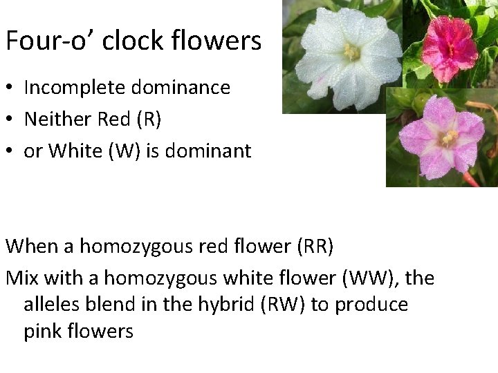 Four-o’ clock flowers • Incomplete dominance • Neither Red (R) • or White (W)