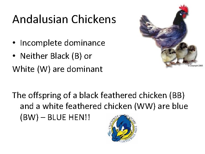 Andalusian Chickens • Incomplete dominance • Neither Black (B) or White (W) are dominant