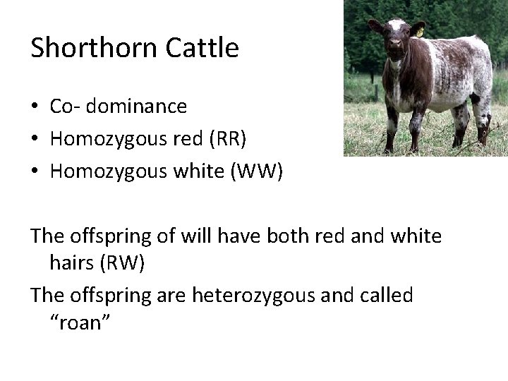 Shorthorn Cattle • Co- dominance • Homozygous red (RR) • Homozygous white (WW) The