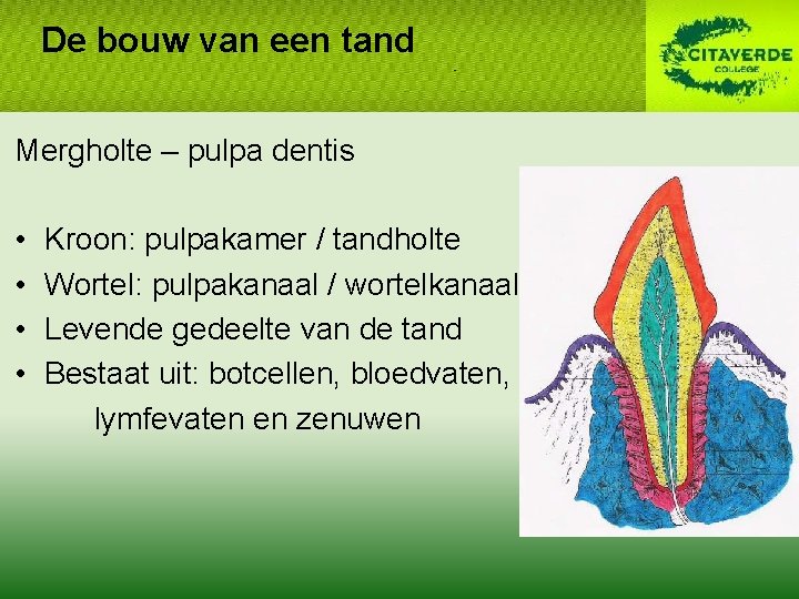 De bouw van een tand Mergholte – pulpa dentis • • Kroon: pulpakamer /