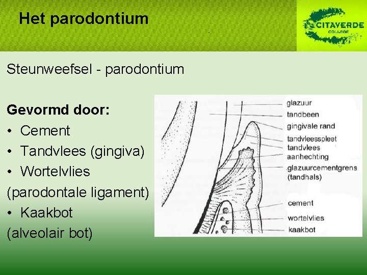 Het parodontium Steunweefsel - parodontium Gevormd door: • Cement • Tandvlees (gingiva) • Wortelvlies