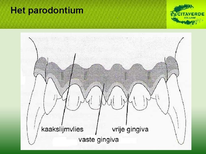 Het parodontium 