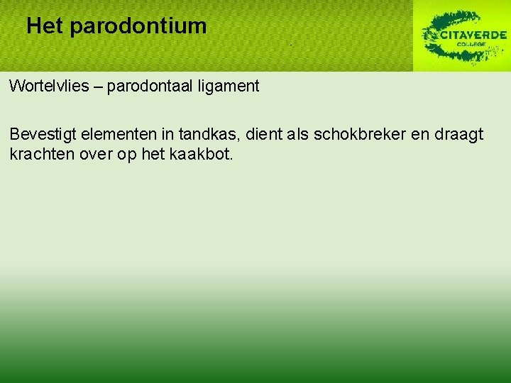 Het parodontium Wortelvlies – parodontaal ligament Bevestigt elementen in tandkas, dient als schokbreker en