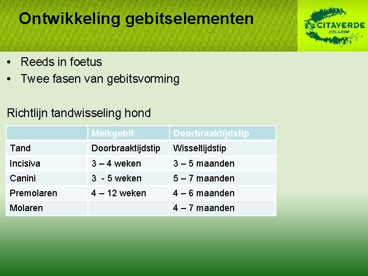 Ontwikkeling gebitselementen • Reeds in foetus • Twee fasen van gebitsvorming Richtlijn tandwisseling hond