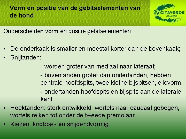 Vorm en positie van de gebitselementen van de hond Onderscheiden vorm en positie gebitselementen: