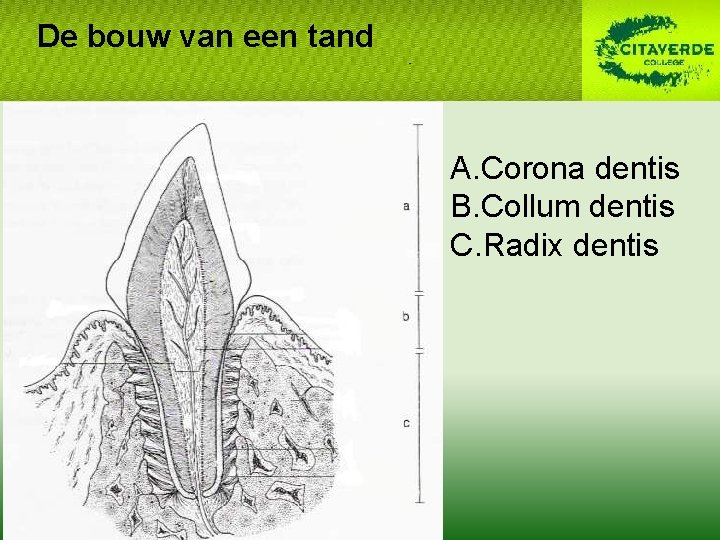 De bouw van een tand A. Corona dentis B. Collum dentis C. Radix dentis