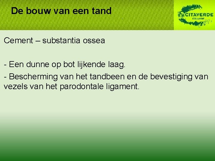 De bouw van een tand Cement – substantia ossea - Een dunne op bot