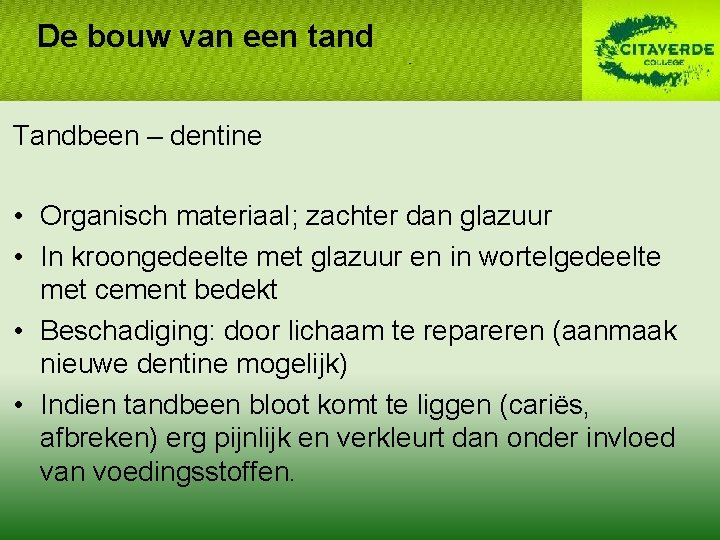 De bouw van een tand Tandbeen – dentine • Organisch materiaal; zachter dan glazuur