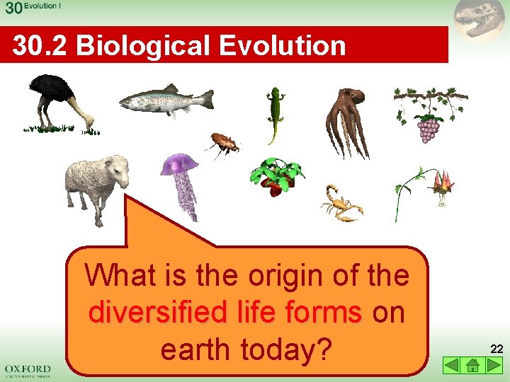 30. 2 Biological Evolution What is the origin of the diversified life forms on