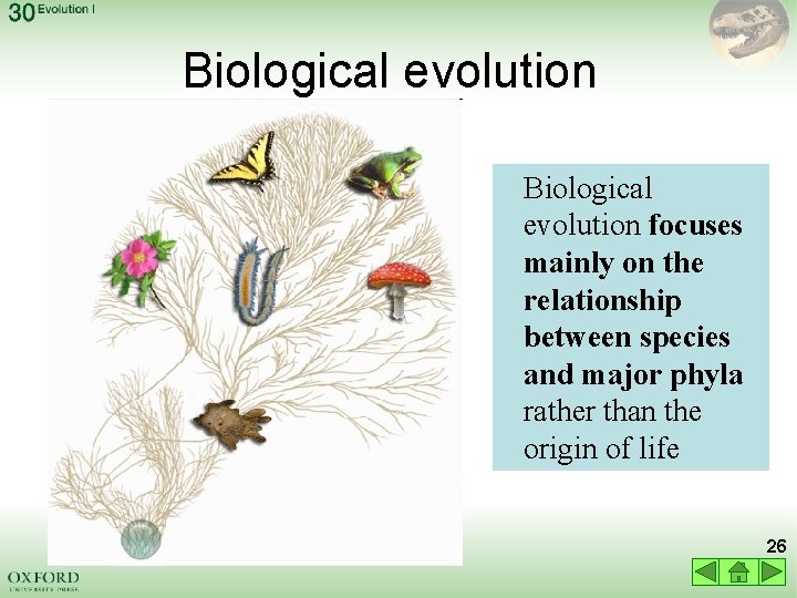 Biological evolution focuses mainly on the relationship between species and major phyla rather than