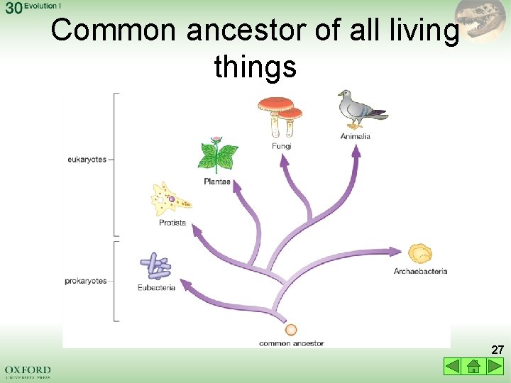 Common ancestor of all living things 27 