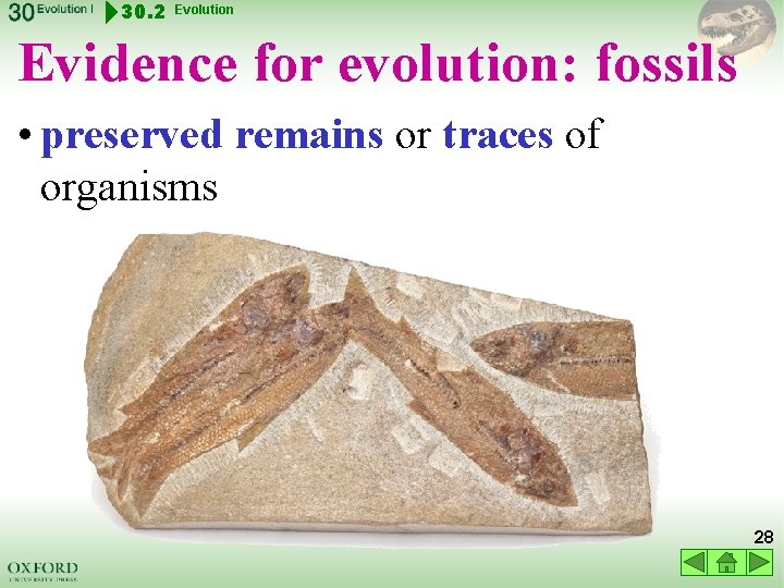 30. 2 Evolution Evidence for evolution: fossils • preserved remains or traces of organisms