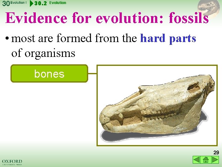 30. 2 Evolution Evidence for evolution: fossils • most are formed from the hard