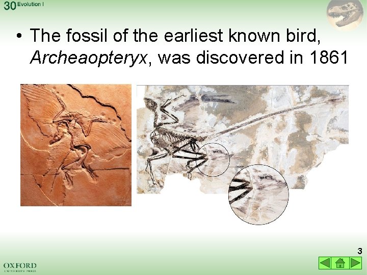  • The fossil of the earliest known bird, Archeaopteryx, was discovered in 1861