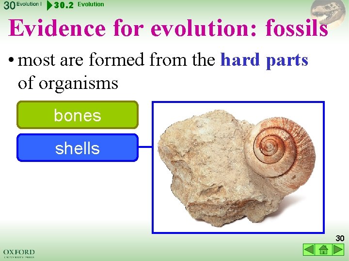 30. 2 Evolution Evidence for evolution: fossils • most are formed from the hard