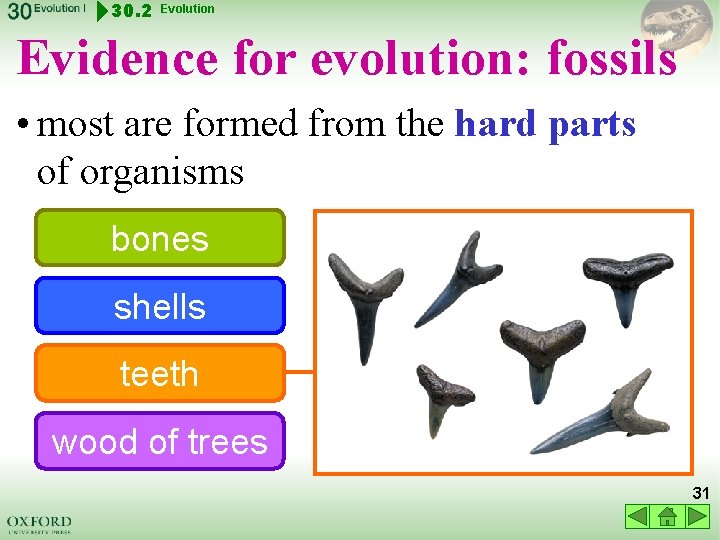 30. 2 Evolution Evidence for evolution: fossils • most are formed from the hard