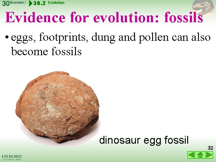 30. 2 Evolution Evidence for evolution: fossils • eggs, footprints, dung and pollen can