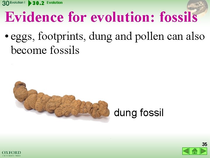 30. 2 Evolution Evidence for evolution: fossils • eggs, footprints, dung and pollen can