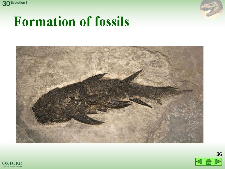Formation of fossils 36 