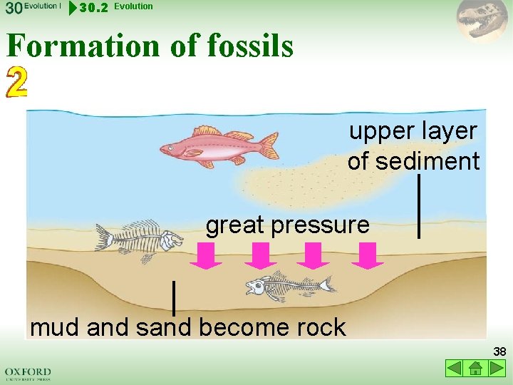 30. 2 Evolution Formation of fossils upper layer mud and sand of sediment great