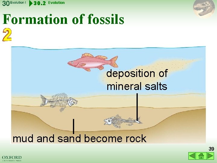 30. 2 Evolution Formation of fossils deposition of mineral salts mud and sand become