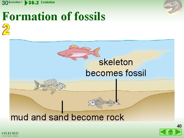 30. 2 Evolution Formation of fossils skeleton becomes fossil mud and sand become rock