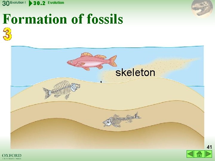 30. 2 Evolution Formation of fossils skeleton becomes fossil mud and sand become rock