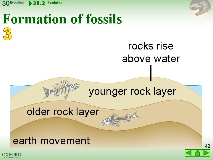 30. 2 Evolution Formation of fossils rocks rise above water younger rock layer older