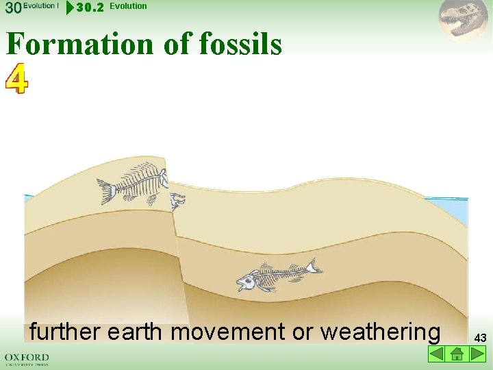 30. 2 Evolution Formation of fossils younger rock layer older rock layer further earth