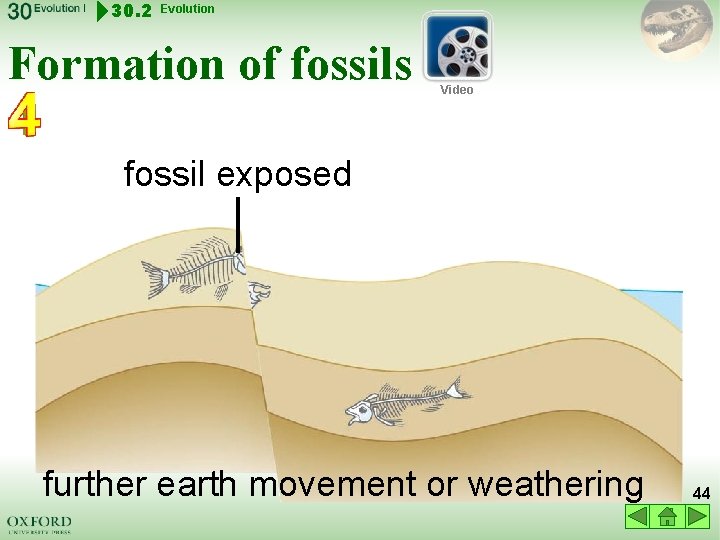 30. 2 Evolution Formation of fossils Video fossil exposed further earth movement or weathering