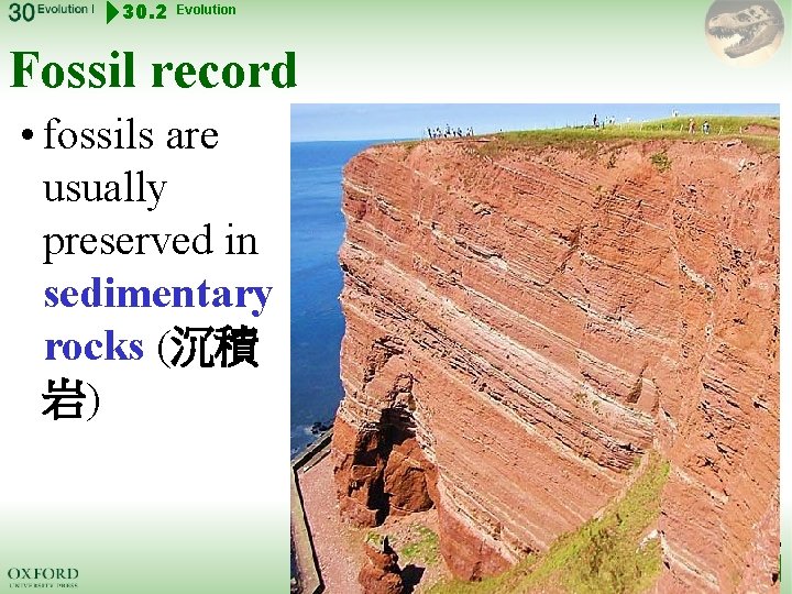 30. 2 Evolution Fossil record • fossils are usually preserved in sedimentary rocks (沉積