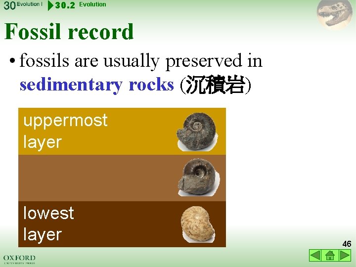 30. 2 Evolution Fossil record • fossils are usually preserved in sedimentary rocks (沉積岩)