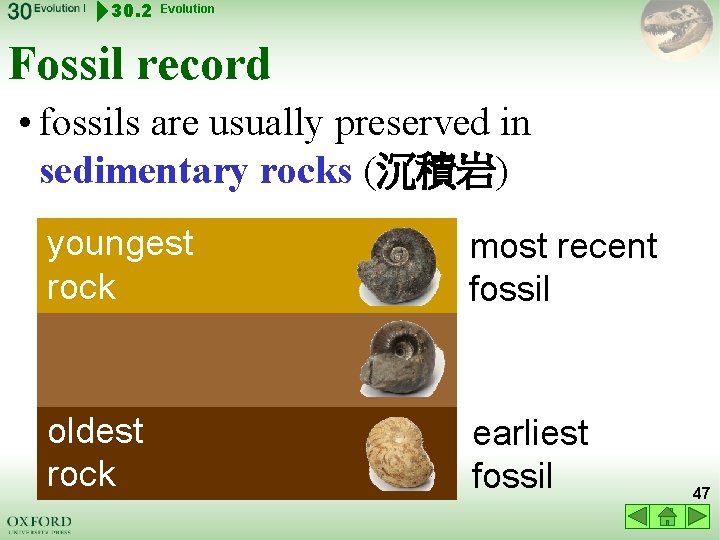 30. 2 Evolution Fossil record • fossils are usually preserved in sedimentary rocks (沉積岩)