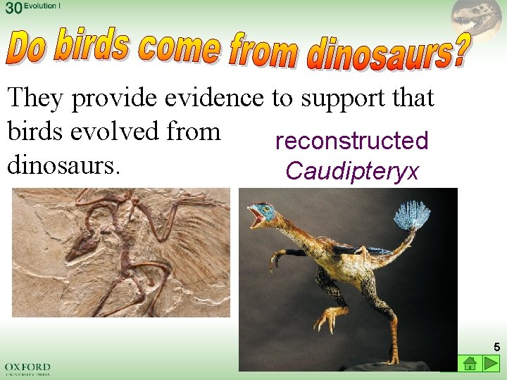 They provide evidence to support that birds evolved from reconstructed dinosaurs. Caudipteryx 5 