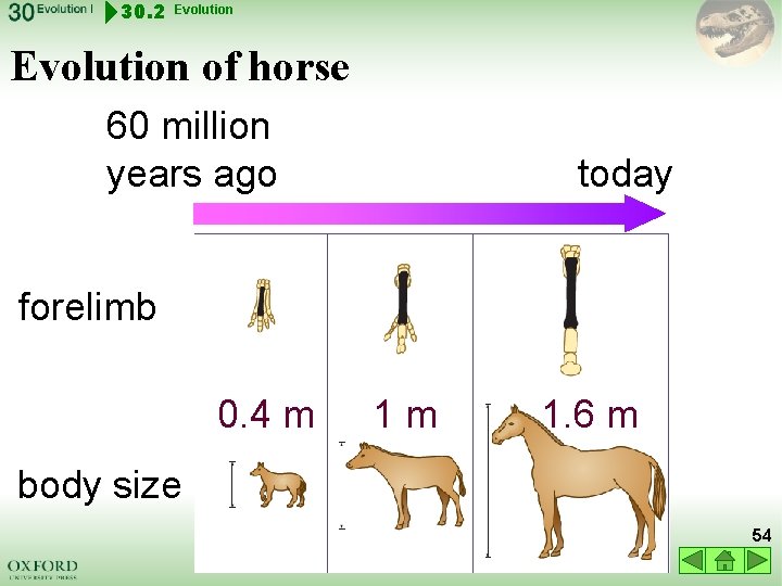 30. 2 Evolution of horse 60 million years ago today forelimb 0. 4 m