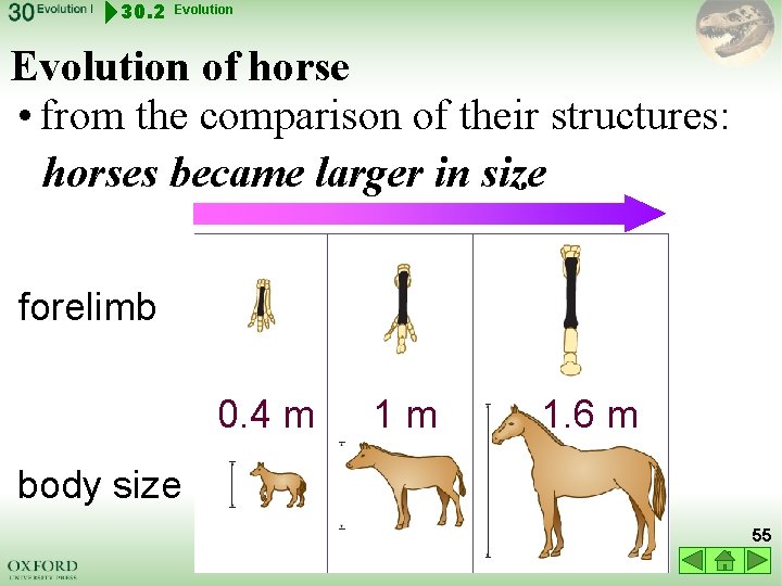 30. 2 Evolution of horse • from the comparison of their structures: horses became