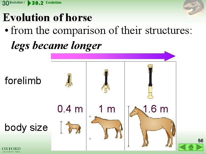 30. 2 Evolution of horse • from the comparison of their structures: legs became