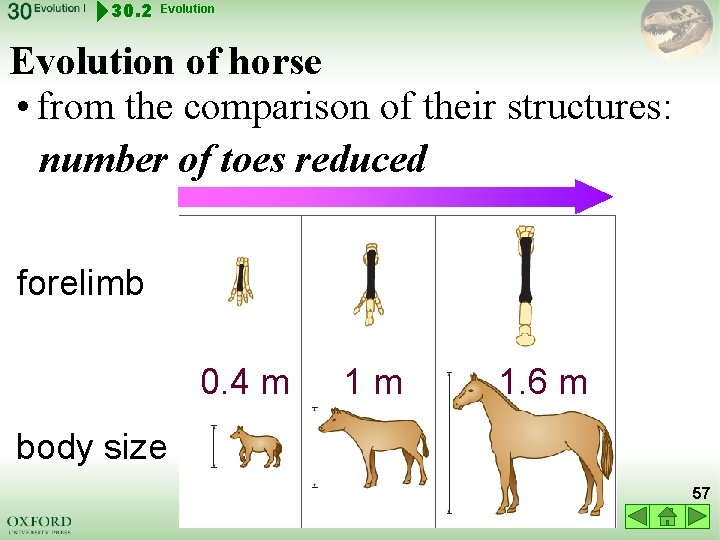 30. 2 Evolution of horse • from the comparison of their structures: number of