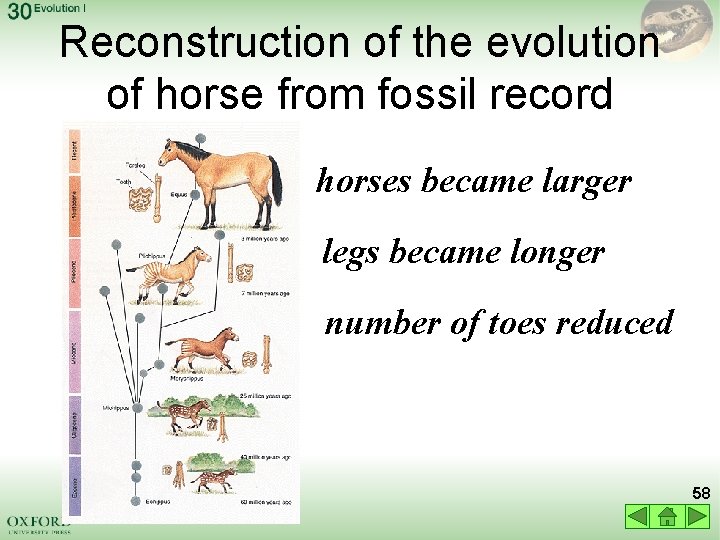 Reconstruction of the evolution of horse from fossil record horses became larger legs became