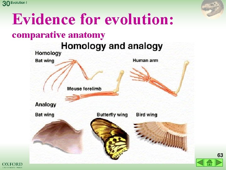 Evidence for evolution: comparative anatomy 63 