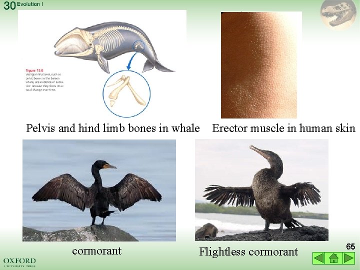 Pelvis and hind limb bones in whale cormorant Erector muscle in human skin Flightless