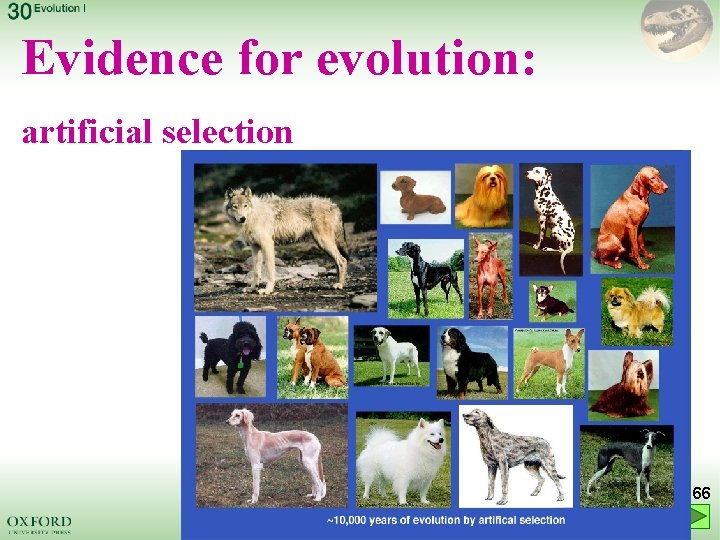 Evidence for evolution: artificial selection 66 