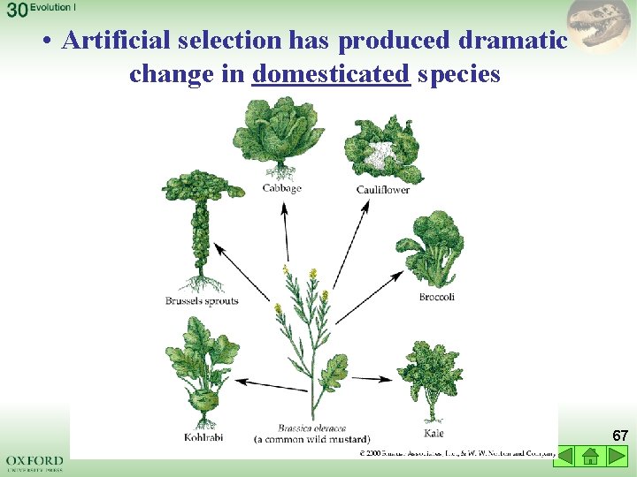  • Artificial selection has produced dramatic change in domesticated species 67 