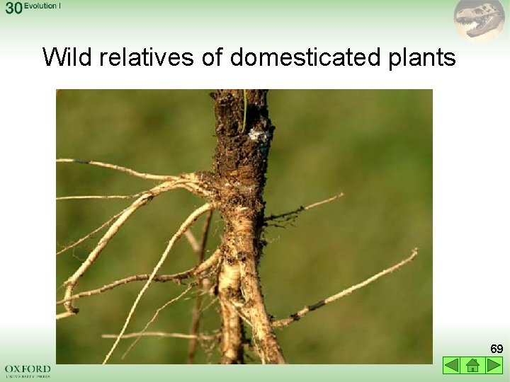 Wild relatives of domesticated plants 69 