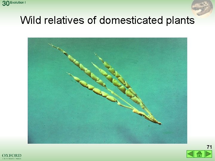 Wild relatives of domesticated plants 71 
