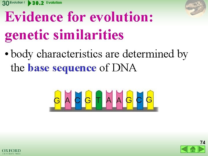 30. 2 Evolution Evidence for evolution: genetic similarities • body characteristics are determined by