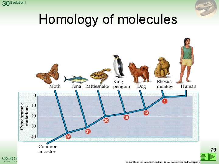 Homology of molecules 79 