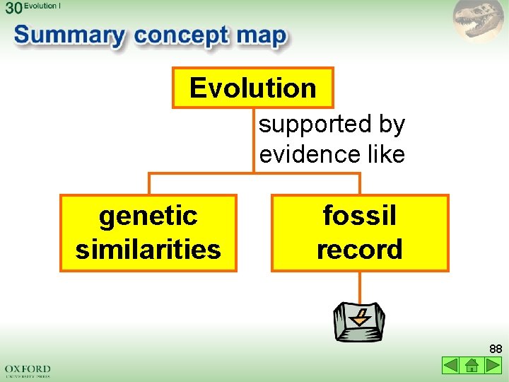 Evolution supported by evidence like genetic similarities fossil record 88 