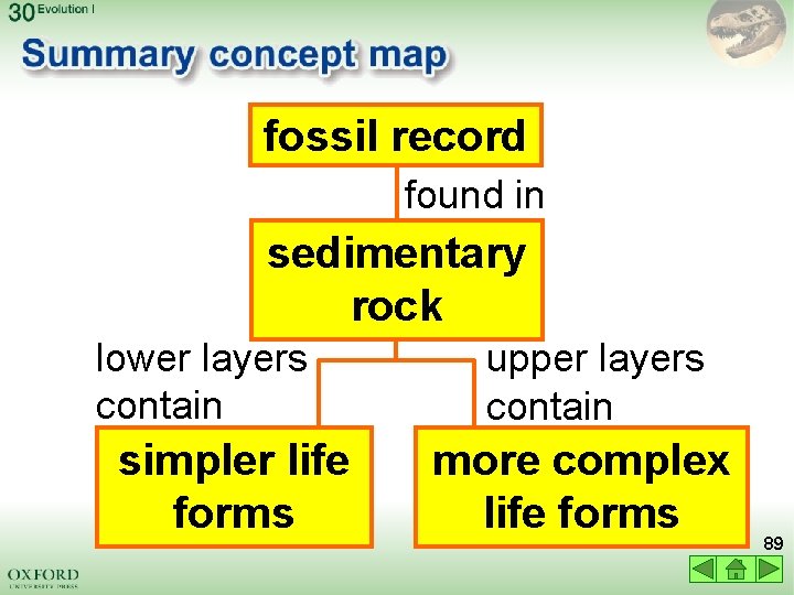 fossil record found in sedimentary rock lower layers contain simpler life forms upper layers